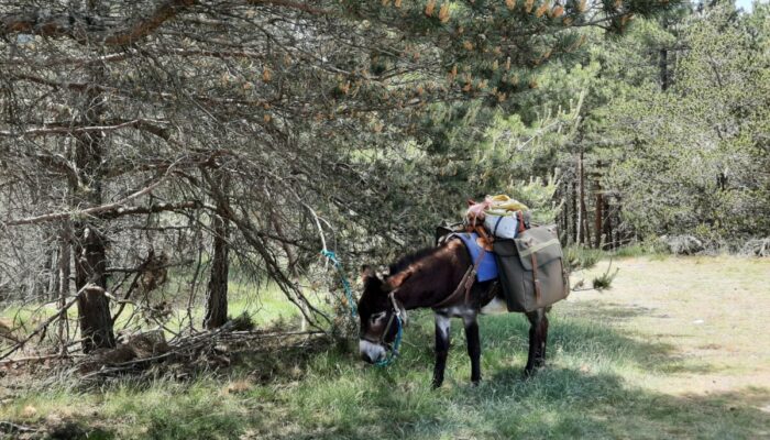 Cévennes G'Randos d'Ânes