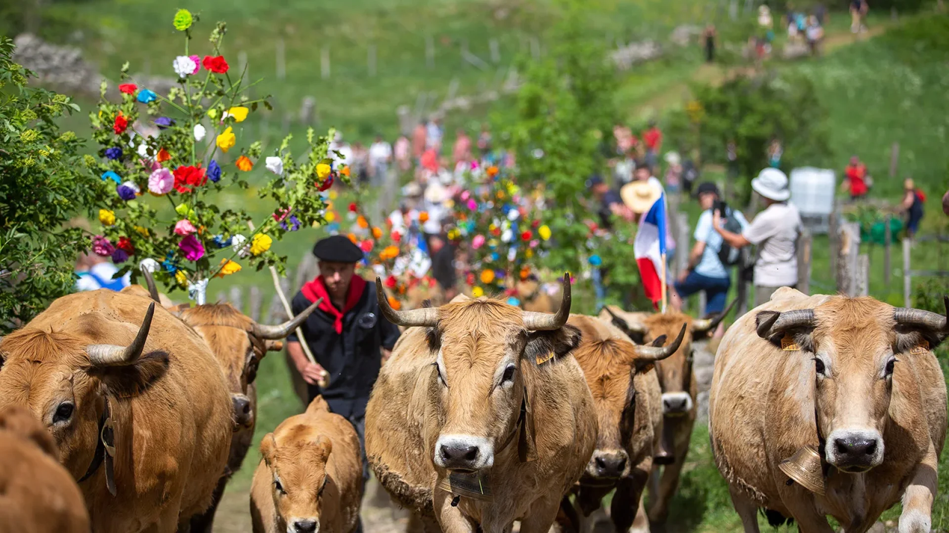 Transhumance des vaches Aubrac